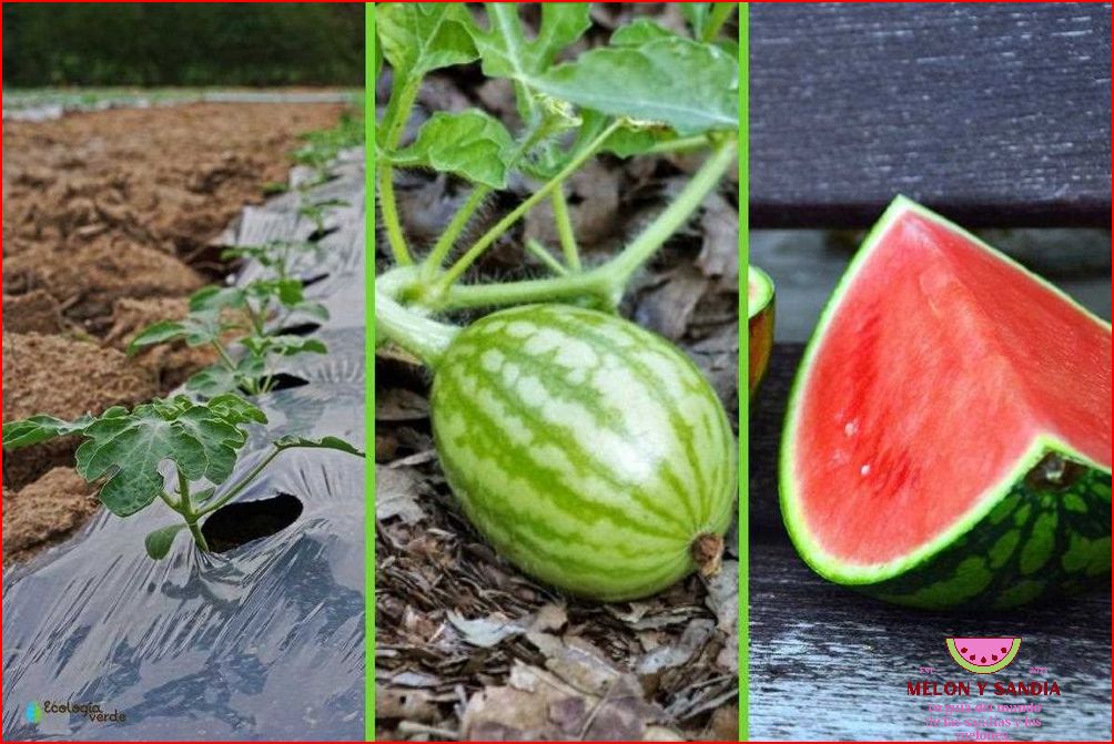 Abono para melones y sandías Abono para melones y sandías