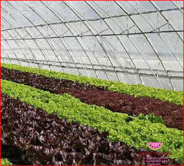 Abono para melones y sandías Abono para melones y sandías