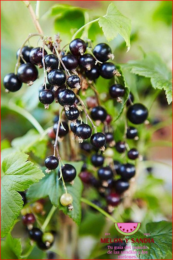 La gwanipa: una fruta refrescante para el verano La gwanipa: una fruta refrescante para el verano