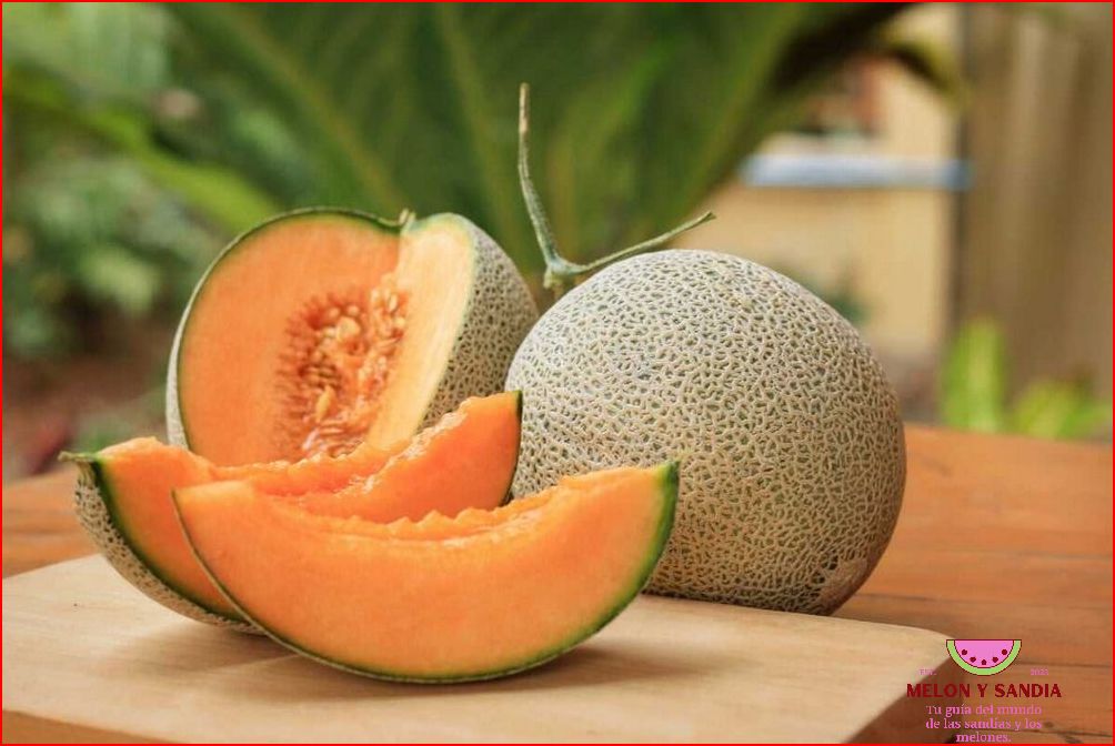 Melon con Speed: Una oda al sabor del melón Melon con Speed: Una oda al sabor del melón